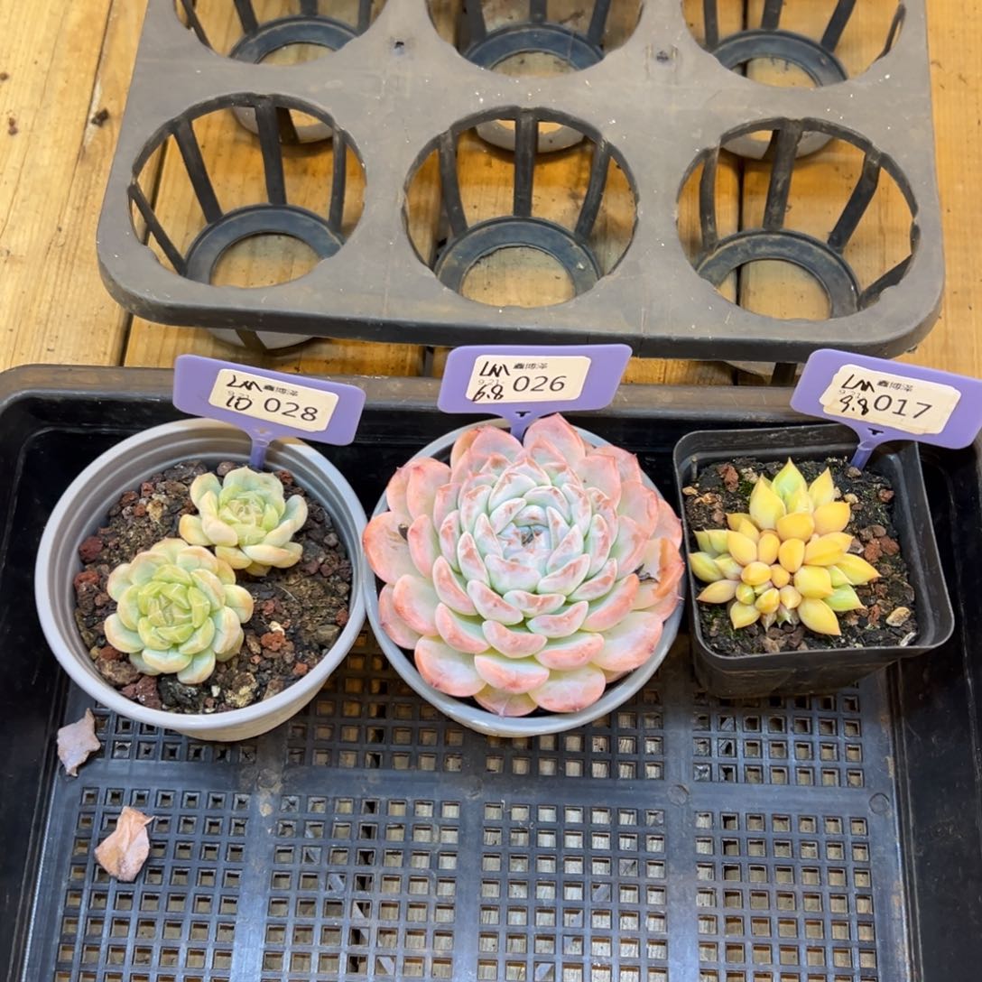 ᴥ****?定向9.21-28 26 17 三颗