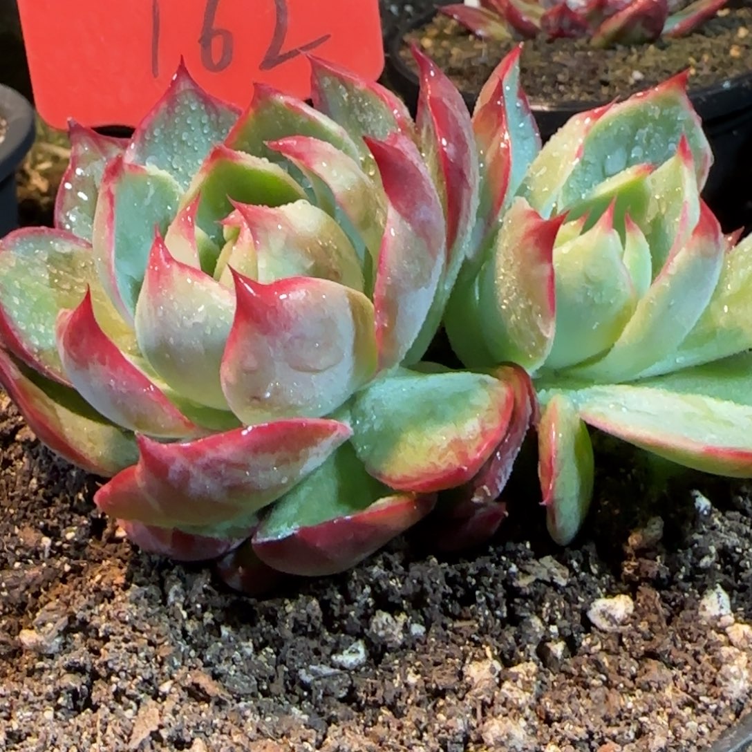 惊鸿一物一拍包装收缩花旱162