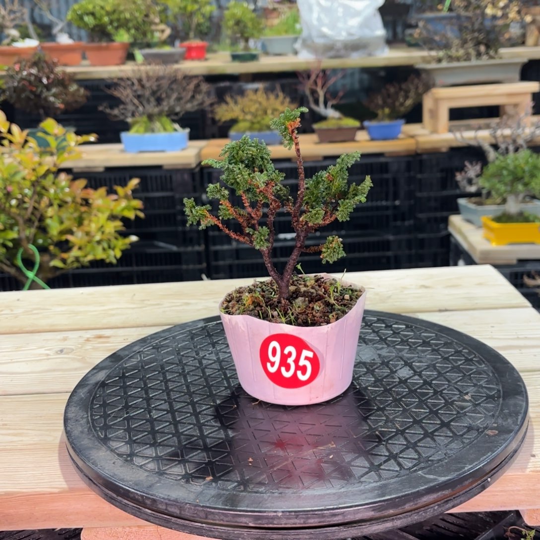 冲***姐新年快乐935号包邮