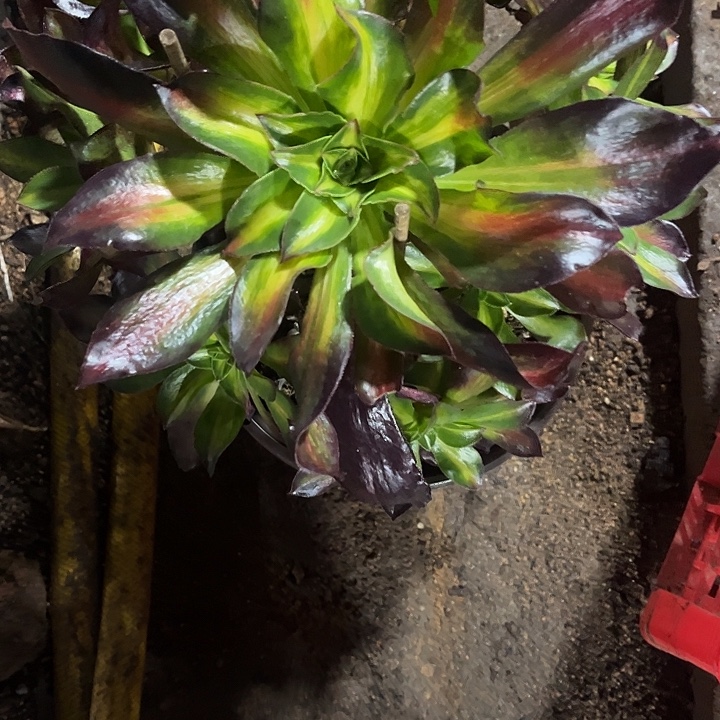 51魅影中班法师多肉