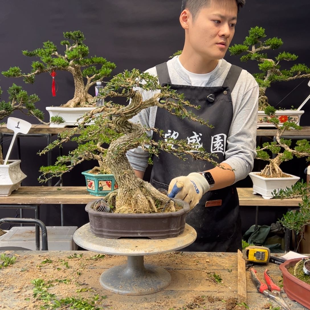 無***^无花朵黄杨雀舌一物一拍