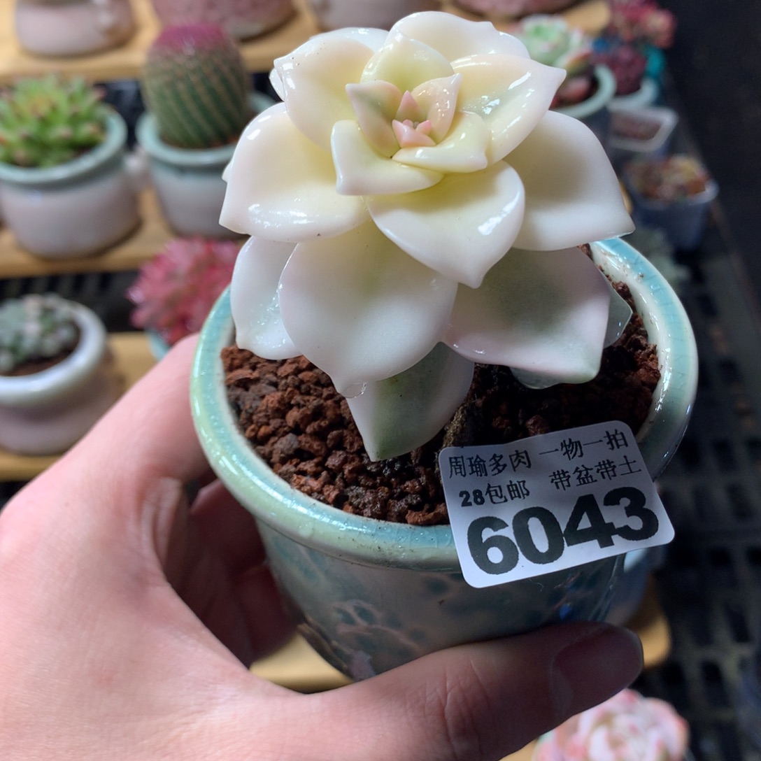 5厘米盆精控多肉6043