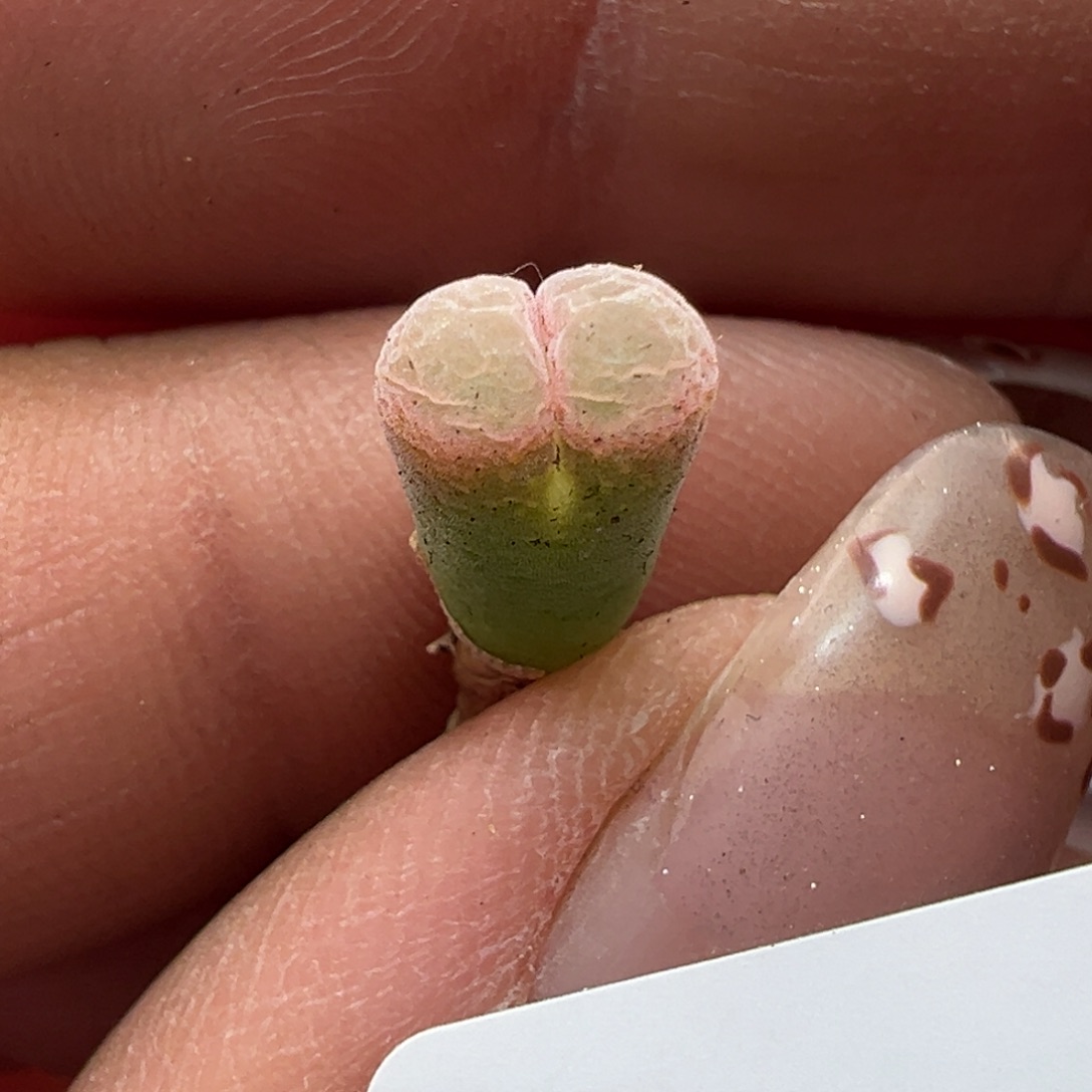 90。下播福利。春见小拉卡米