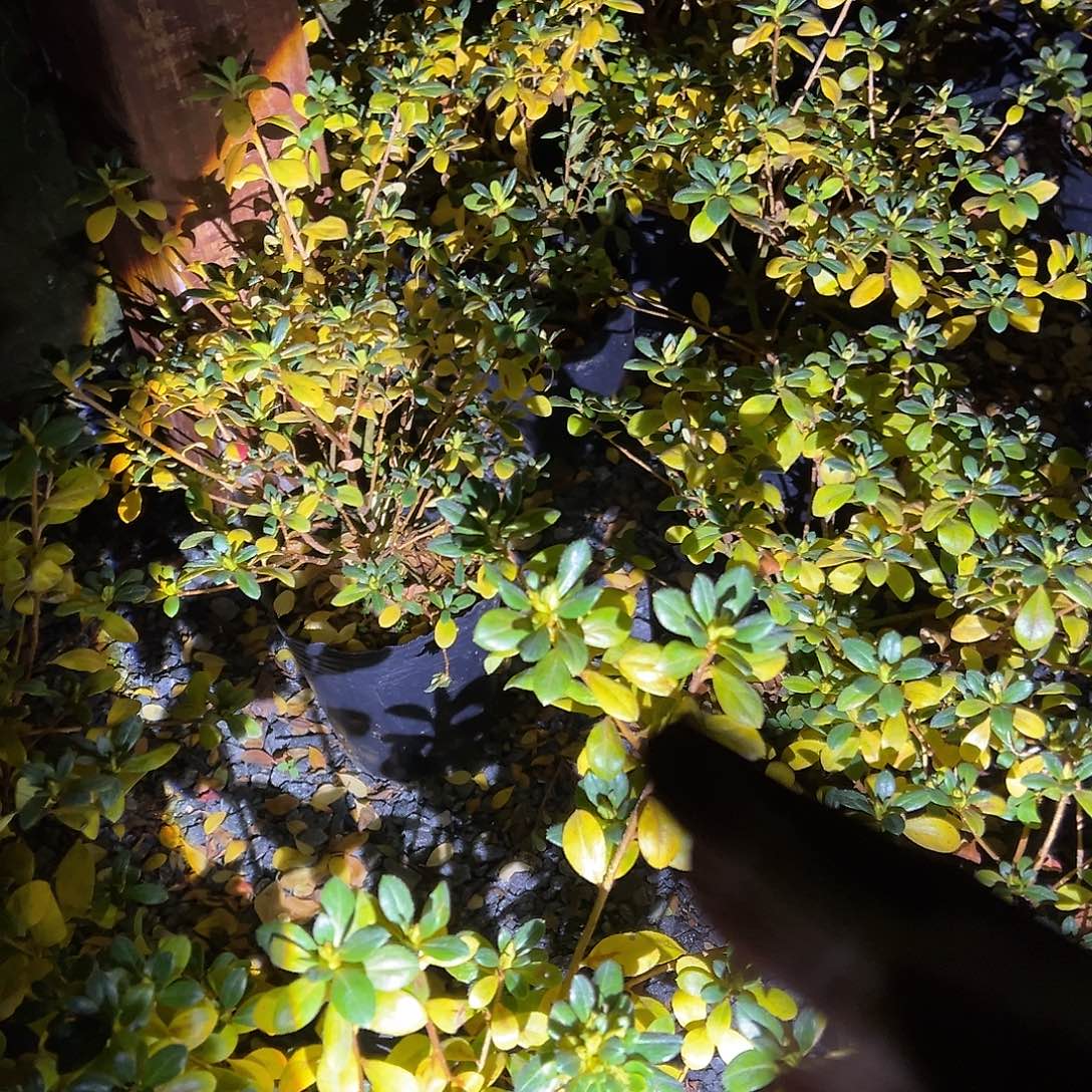 无花朵盆景皋月杜鹃都之泉