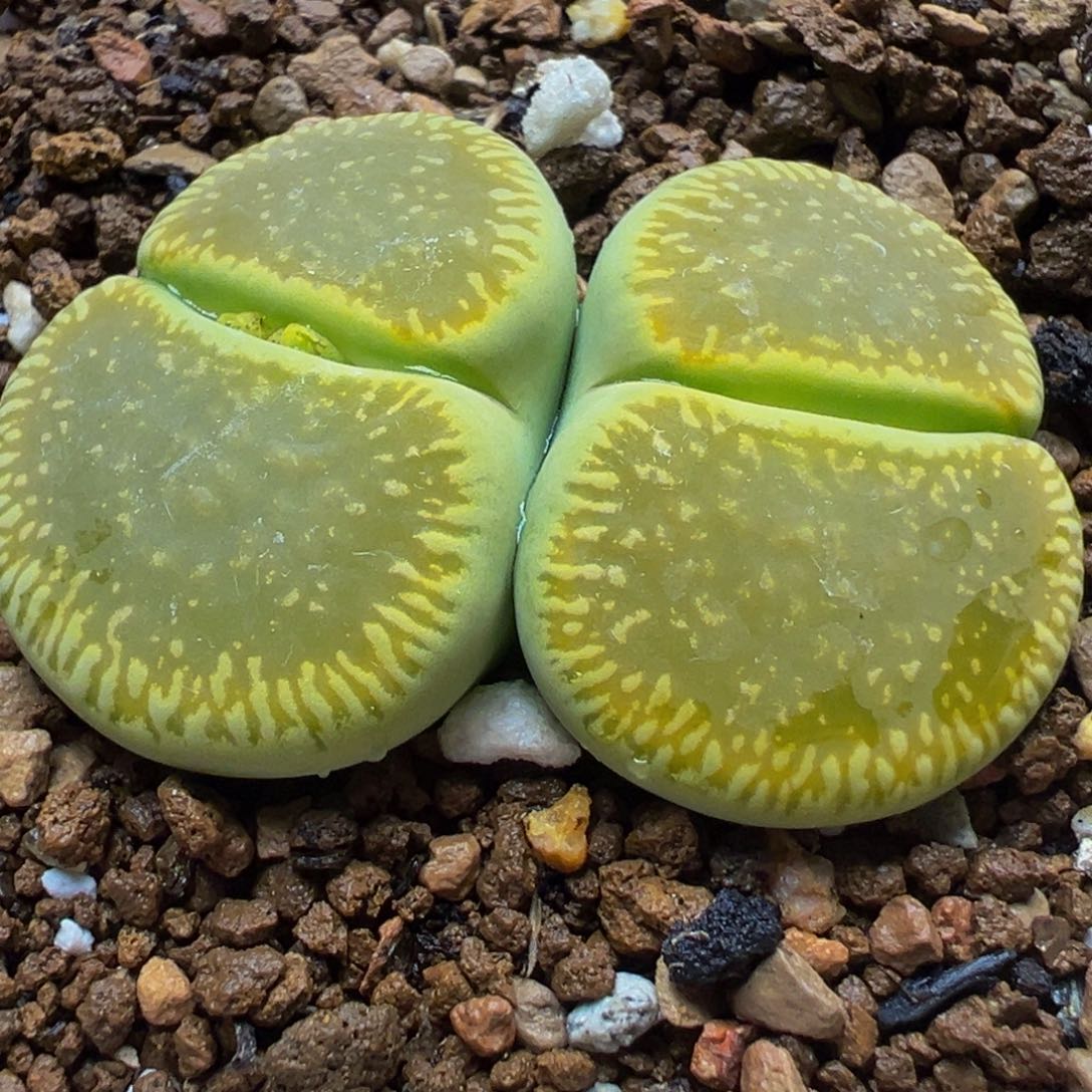 用***48年多肉植物植物百科1