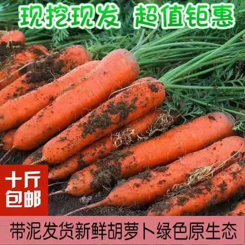 现挖现发农家自种沙地胡萝卜新鲜带泥可生吃热炒煲汤