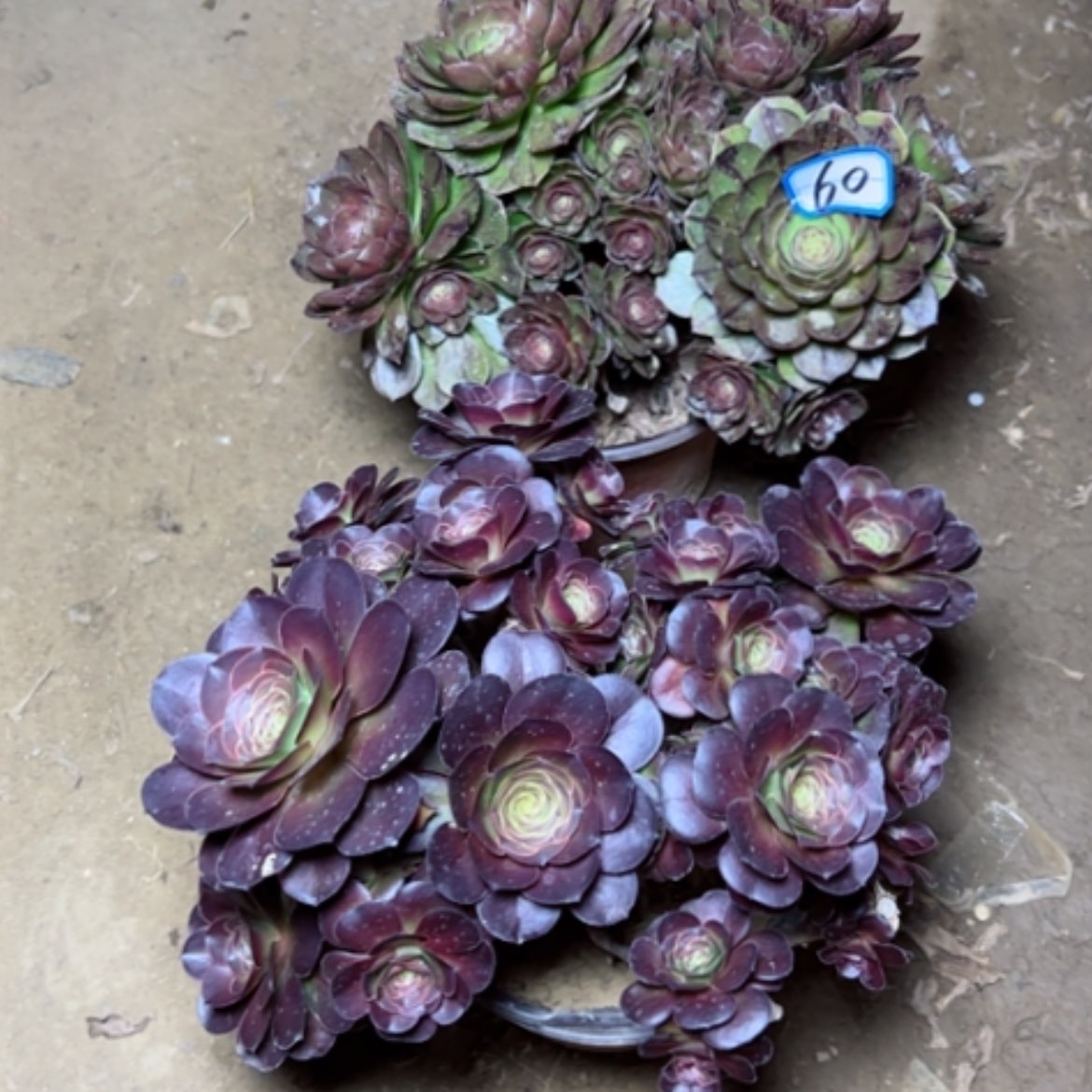 【闪购商品】多肉植物砍过处理不售后60