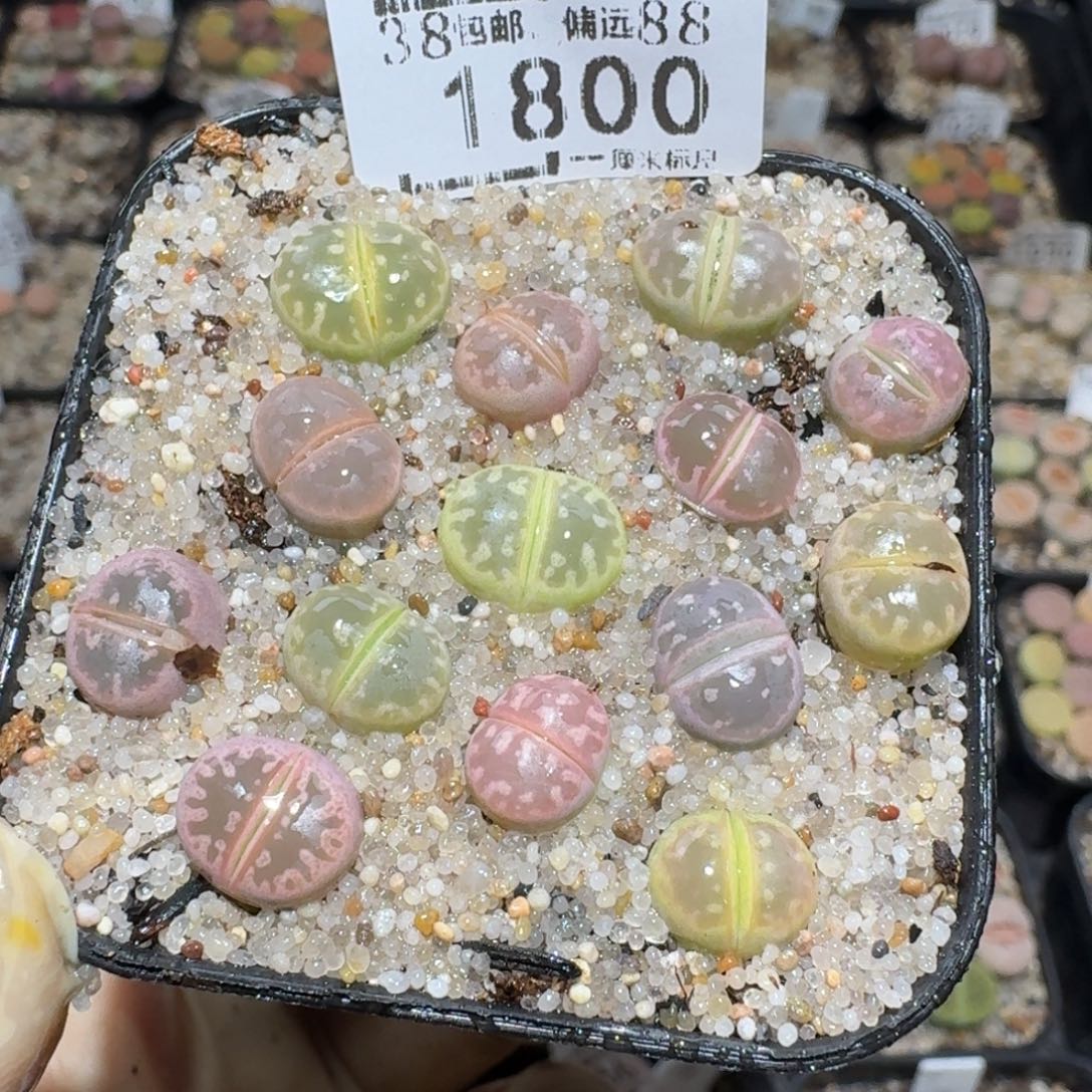 zz好货也清了1800