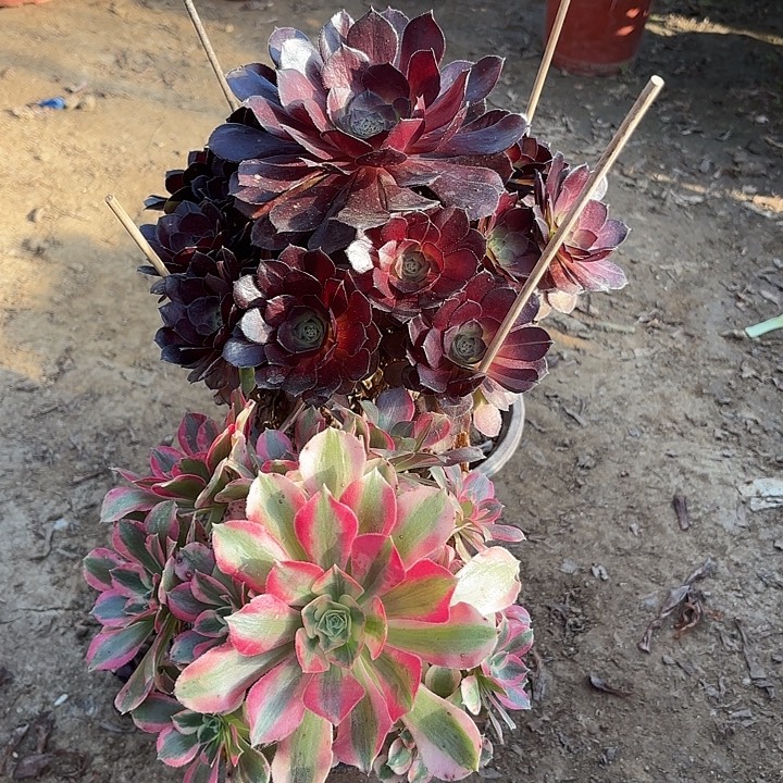 多肉植物法师2颗19