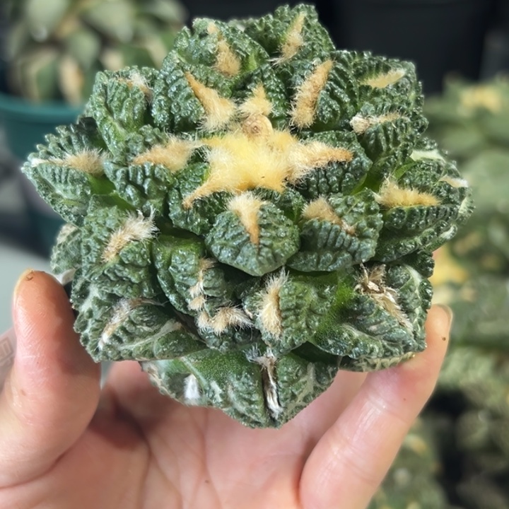 432 无根 龟甲牡丹 x仙人球