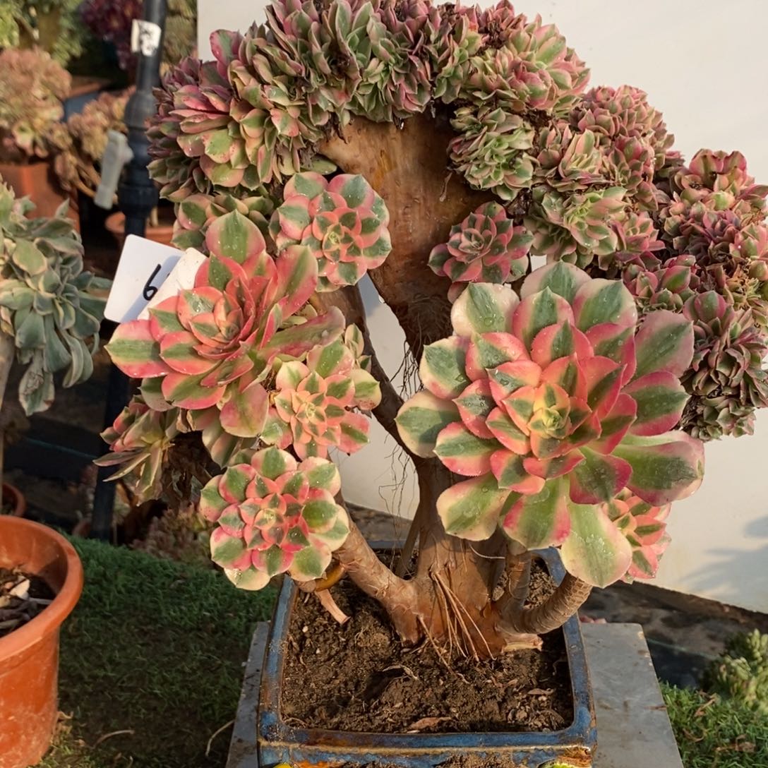 燕***天不开花植物6525号粉女巫多肉1颗
