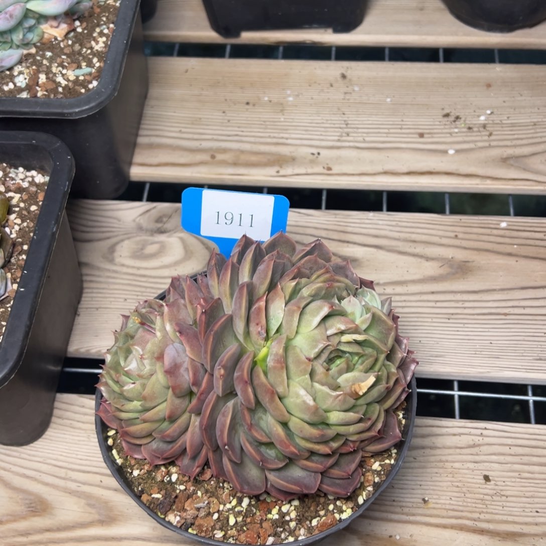 M****？1911肉多哦多哦多哦哟