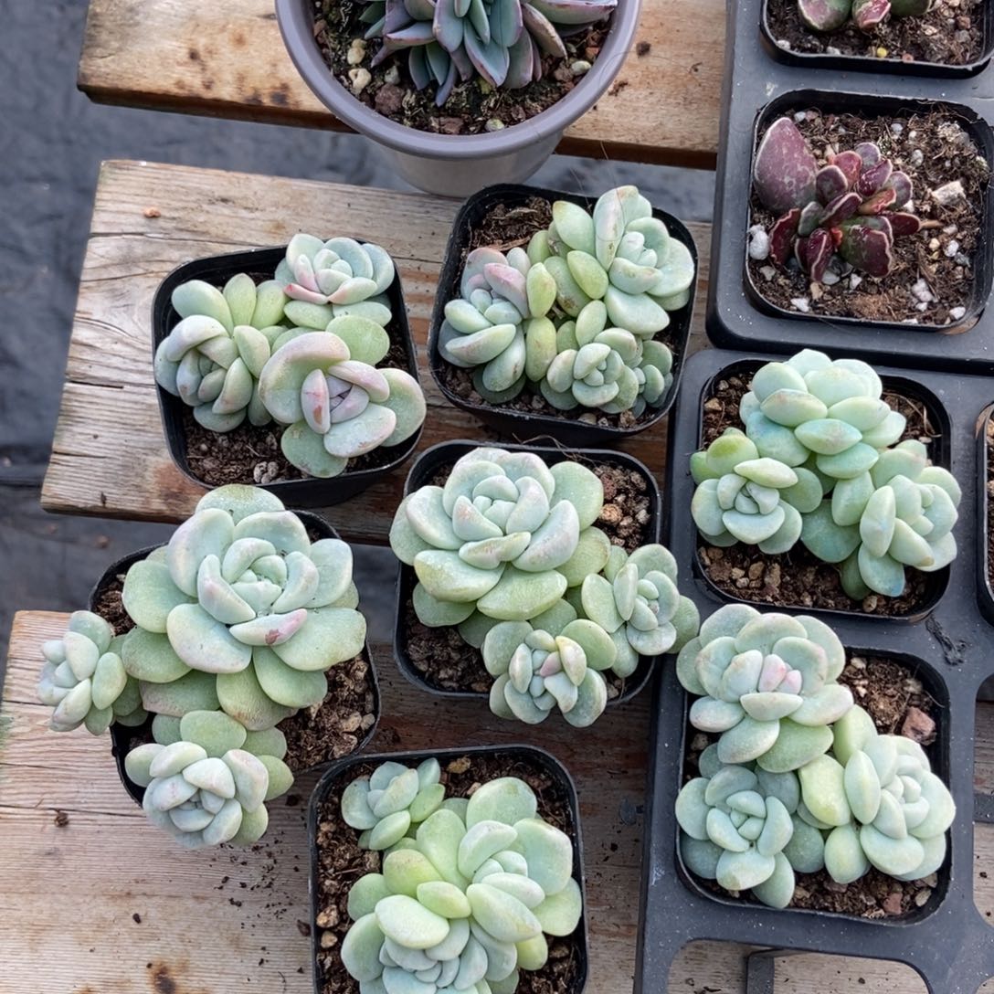 傲***0117冰玉石化5颗➕布鲁蓝