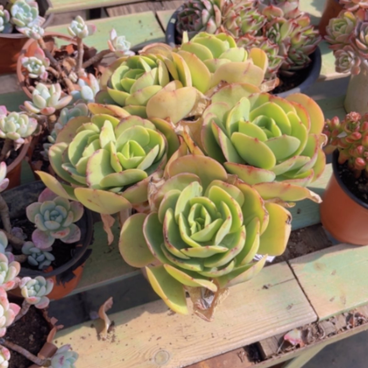 【闪购商品】碧桃05149