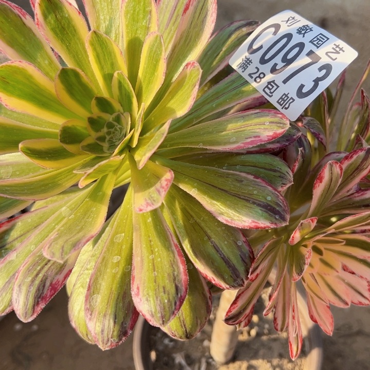 V锦锦多肉植物法师0973