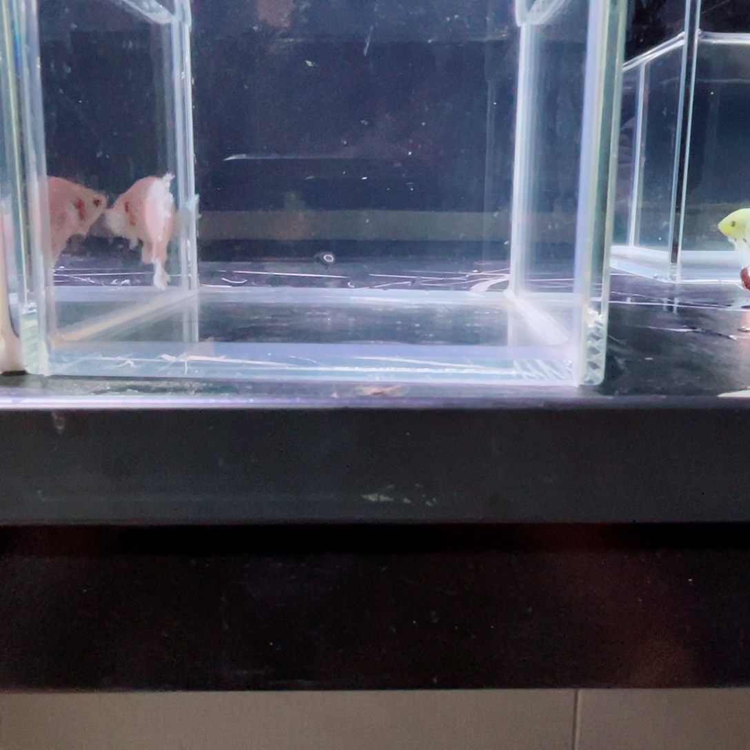 斗鱼跑单小黑屋46