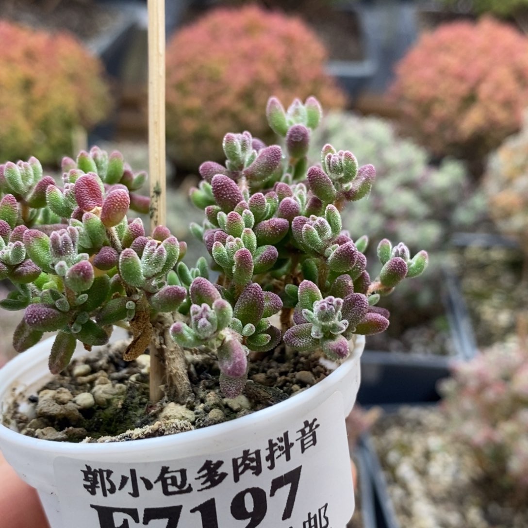 D**e红宝石7197枝干番杏