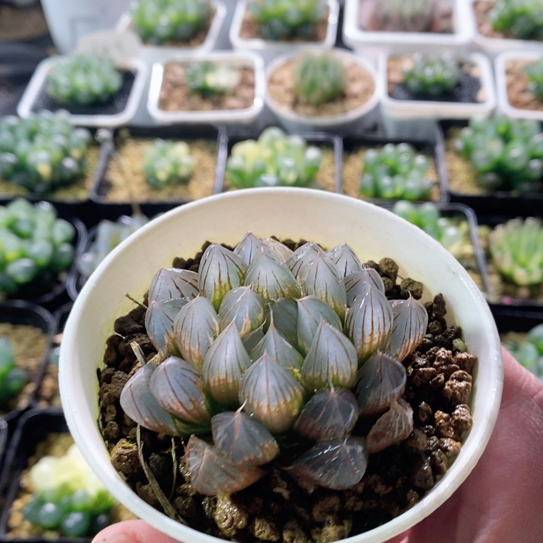 霓虹灯锦多肉植物