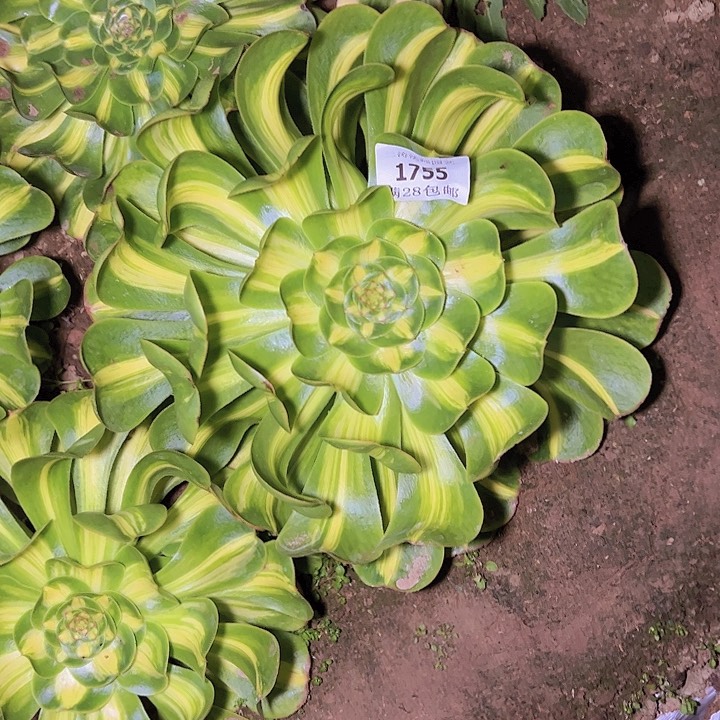 山**瀚1755暴君多肉植物