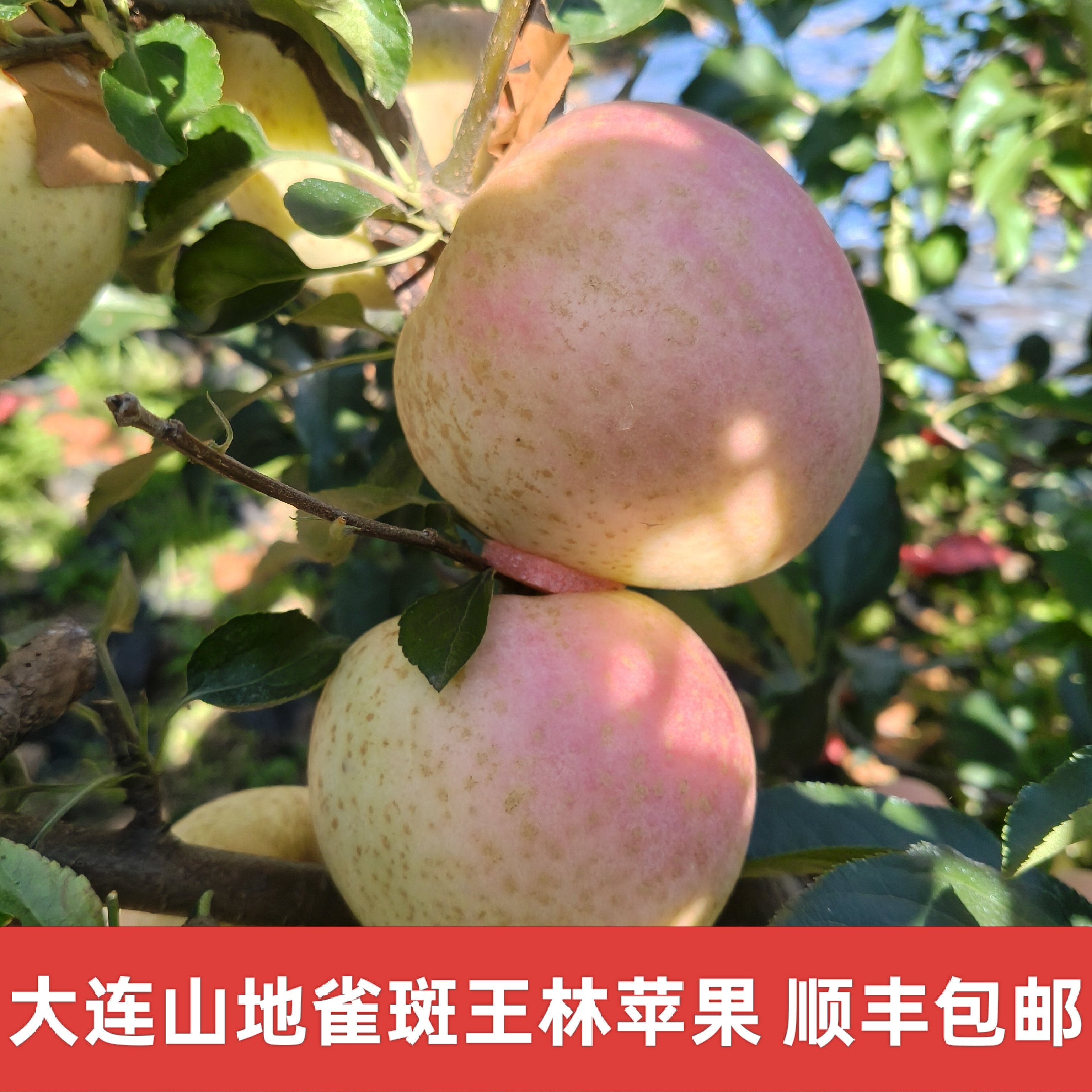 【顺丰包邮脆甜王林】大连王林苹果雀斑丑苹果国产青森王林苹果