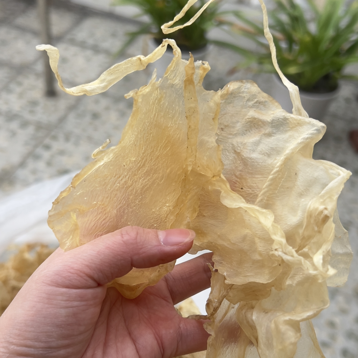 本港货  浙江马友斗湖公胶 一斤75头左右
