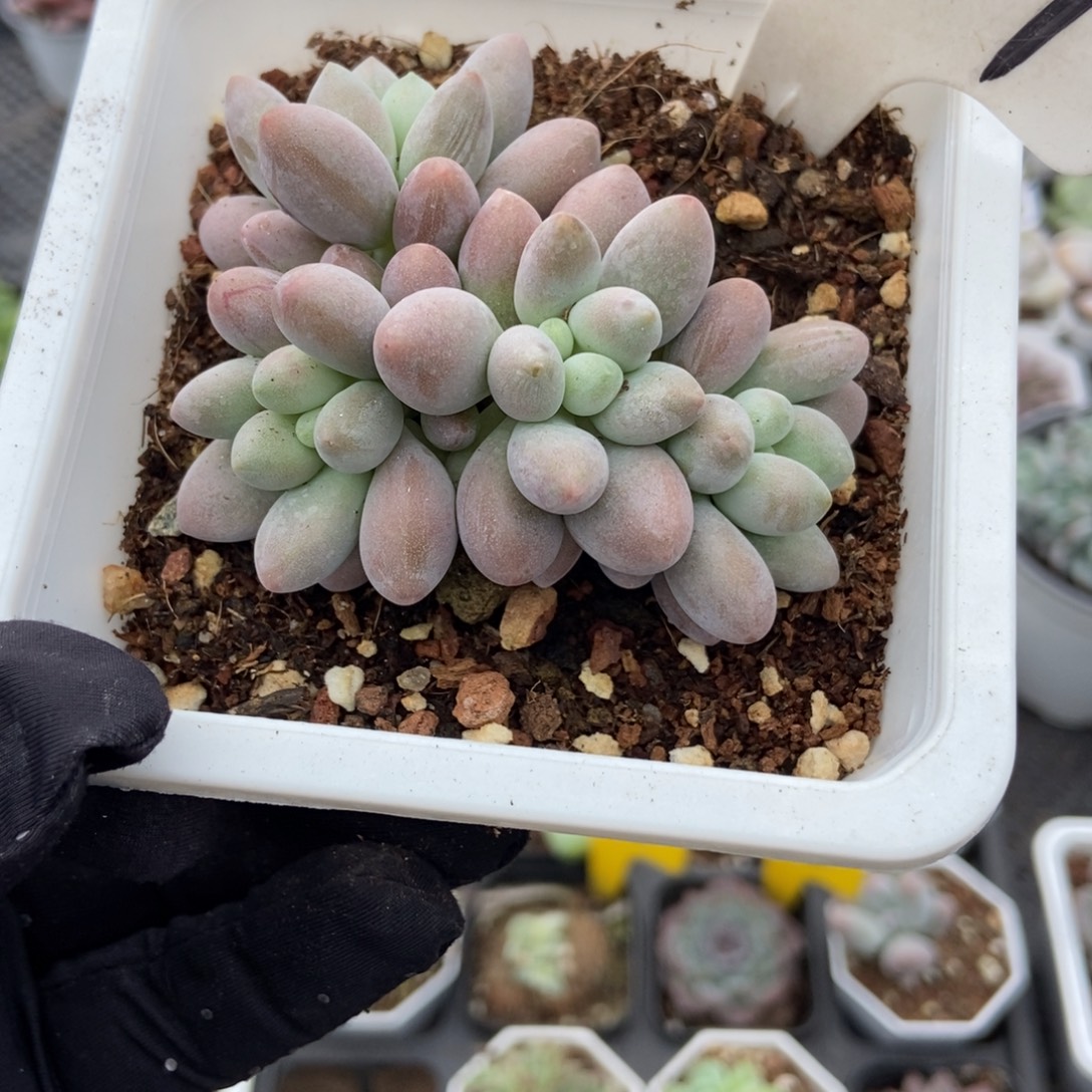 1057粉色恋人多肉植物