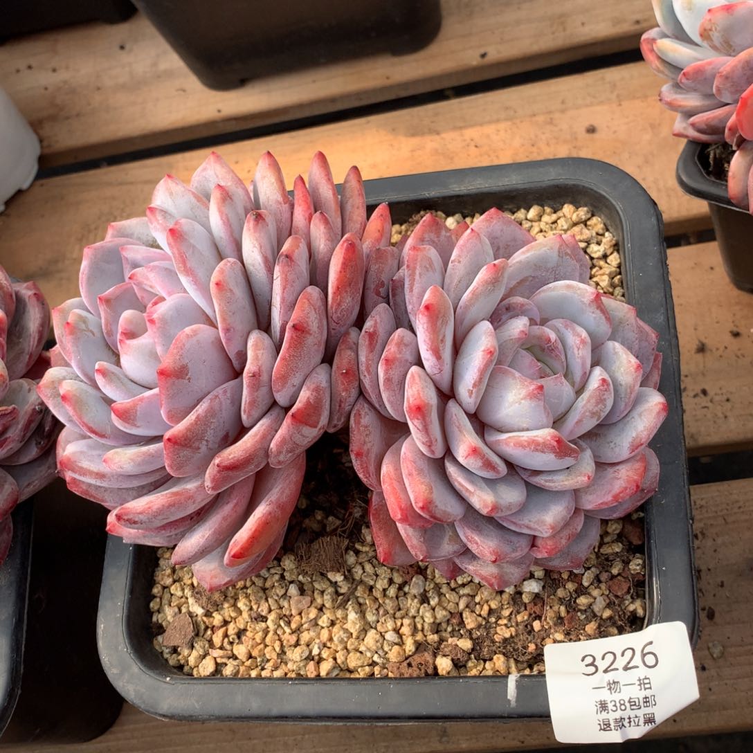 18厘米双头有砍橙梦露3226