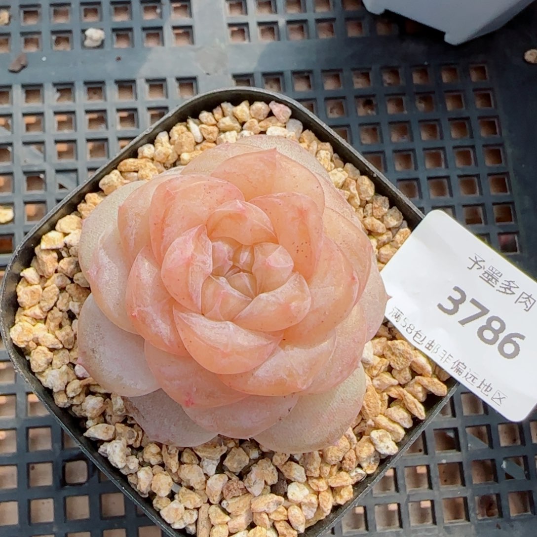冰奶糖，3786多肉植物