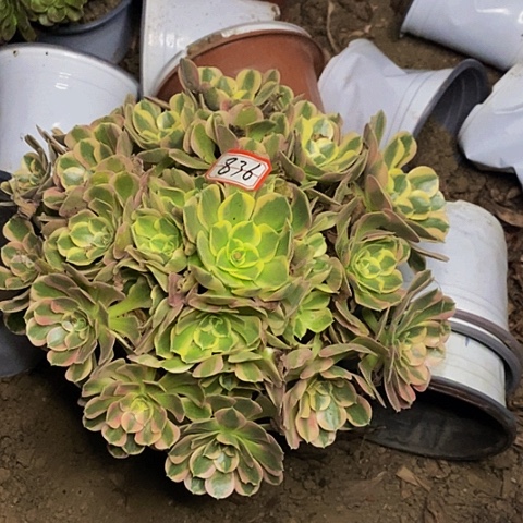 叫***姐布加迪老桩捧花836号