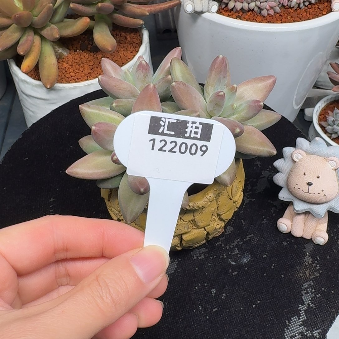 精品多肉植物122009