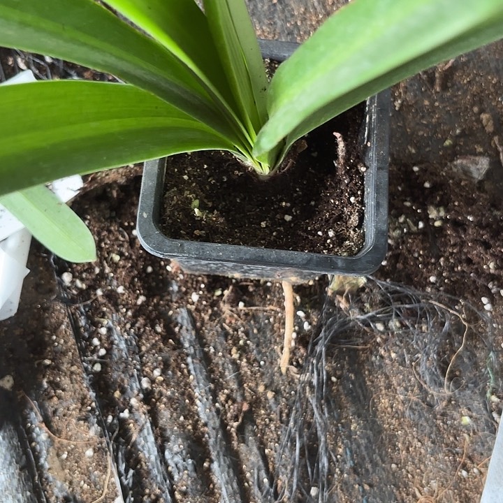 无花朵白鬼原盆原土发货4-5