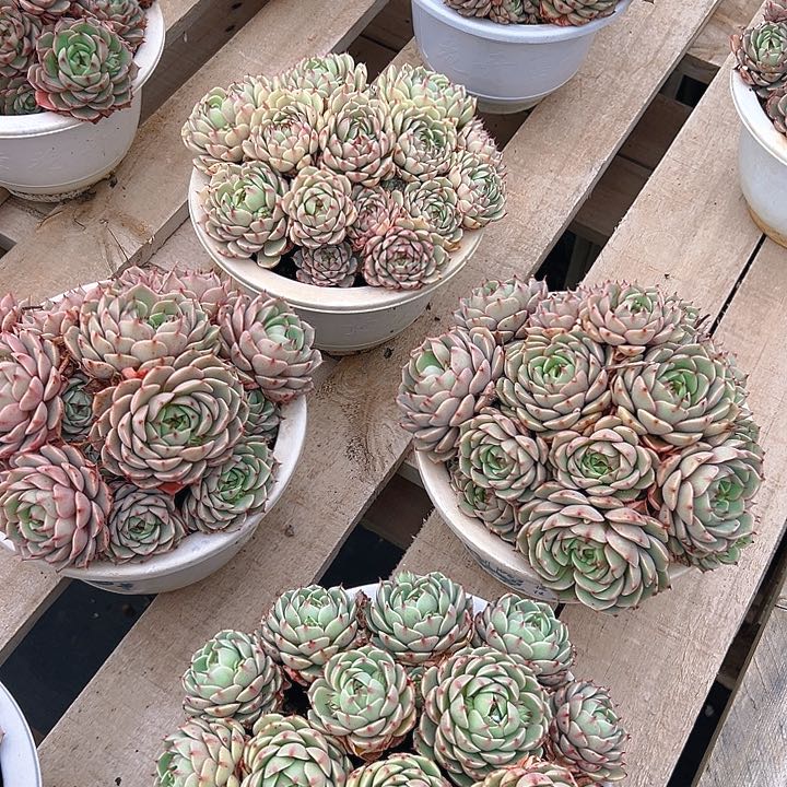 白杯苯巴蒂斯，满18包邮