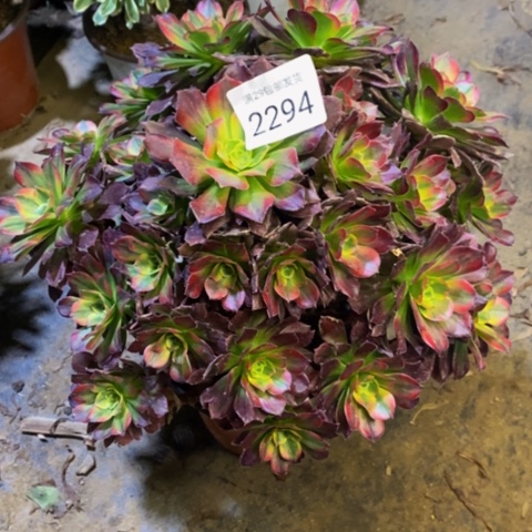 安娜多肉植物2294