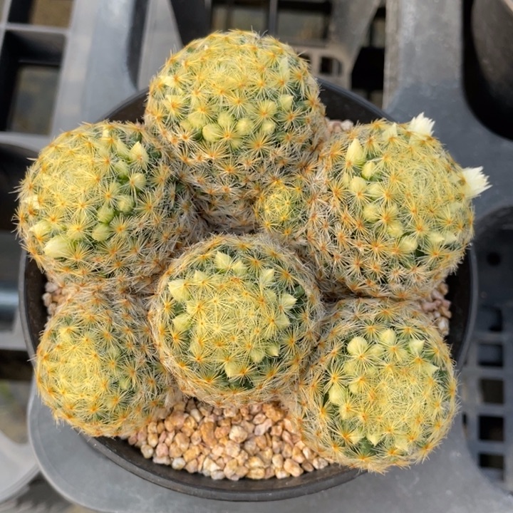 明星         实生根