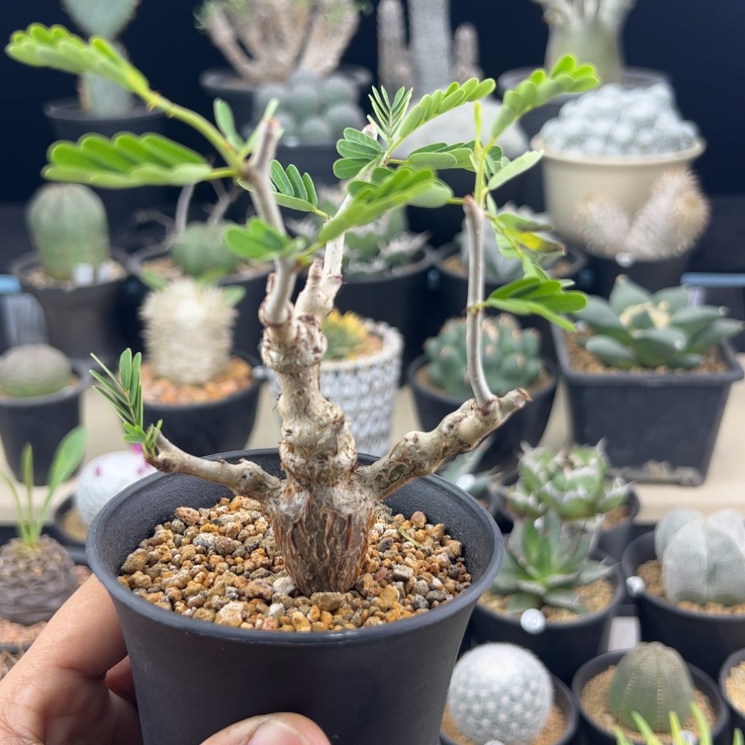 沙漠苏木实生一物一拍