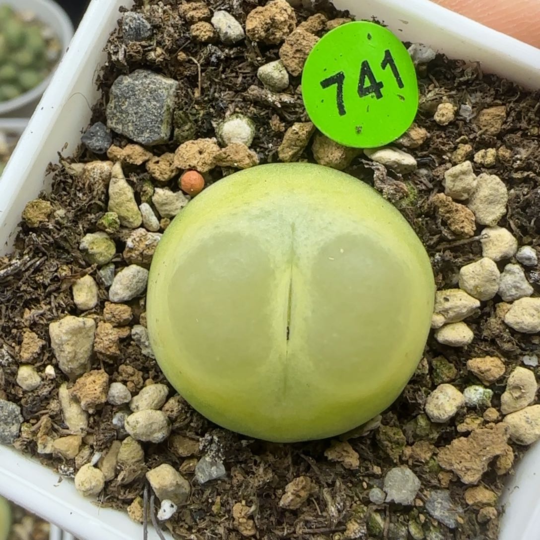 拉登2.3多肉植物741