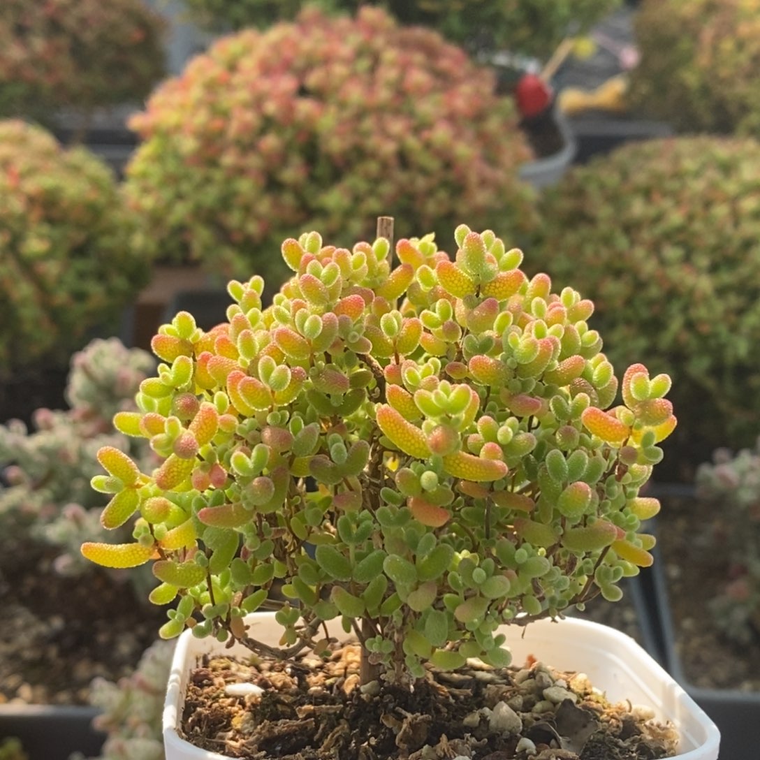 燕***子蜜橘糖球2434枝干番杏