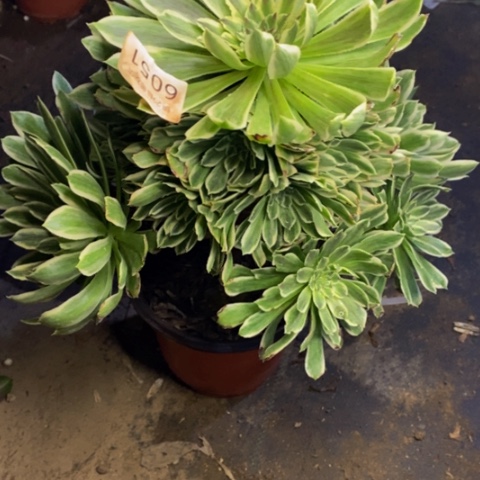 碧浪多肉植物6051