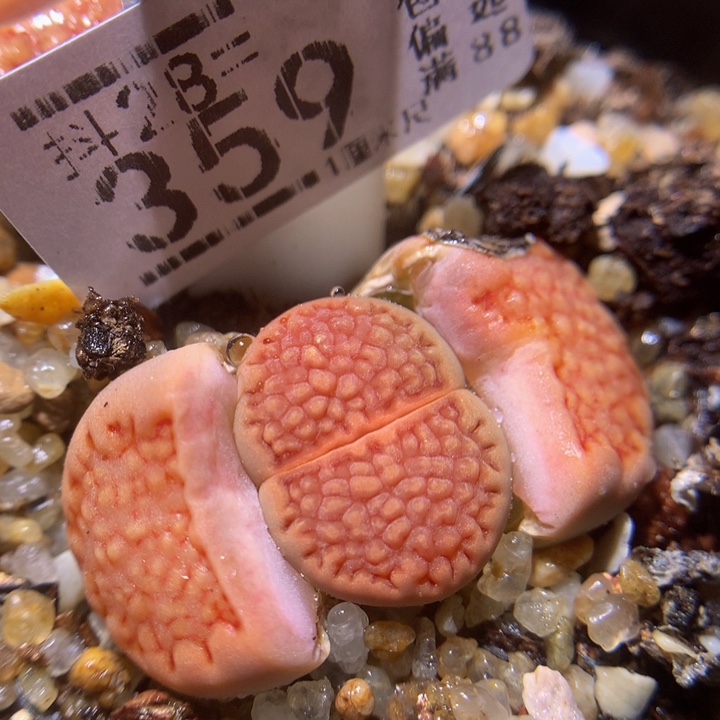 精品生石花28.359