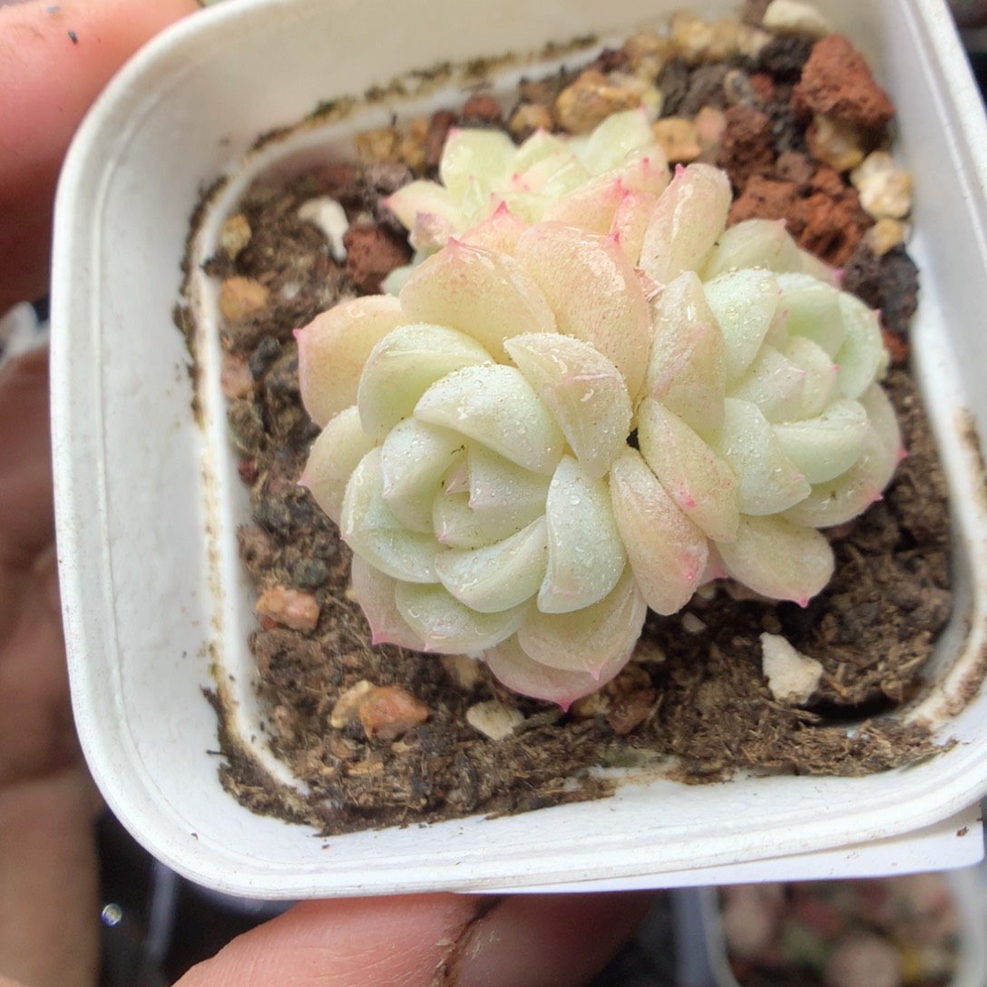 无花朵R180 yyyyyyy