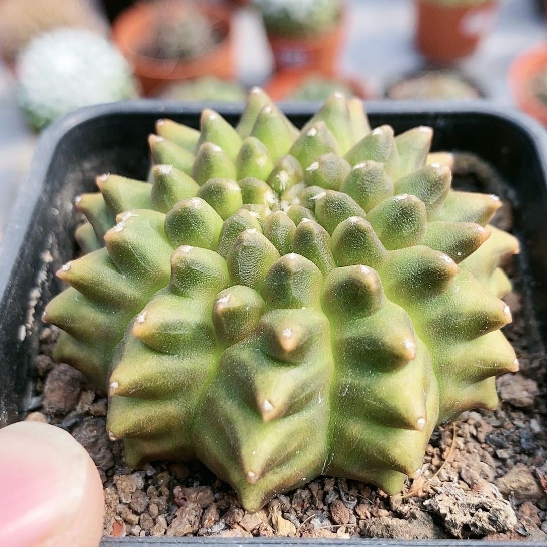 无刺米哈貘哈哈哈