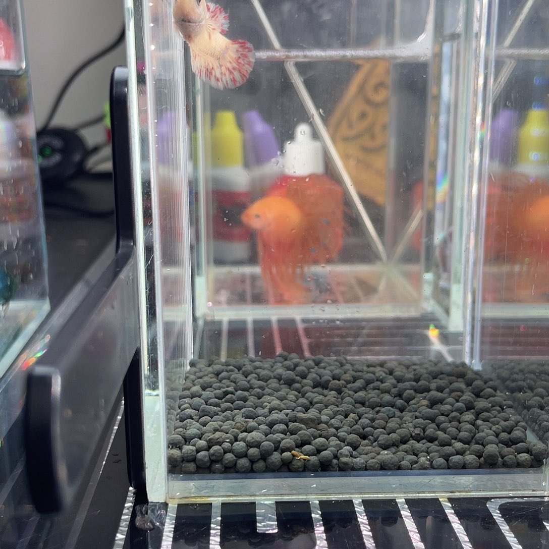 斗鱼04号万兰达母鱼