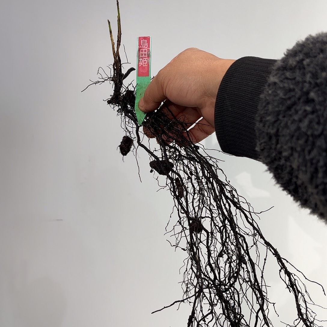 楼***哥岛田姬哈哈哈哈哈哈哈哈