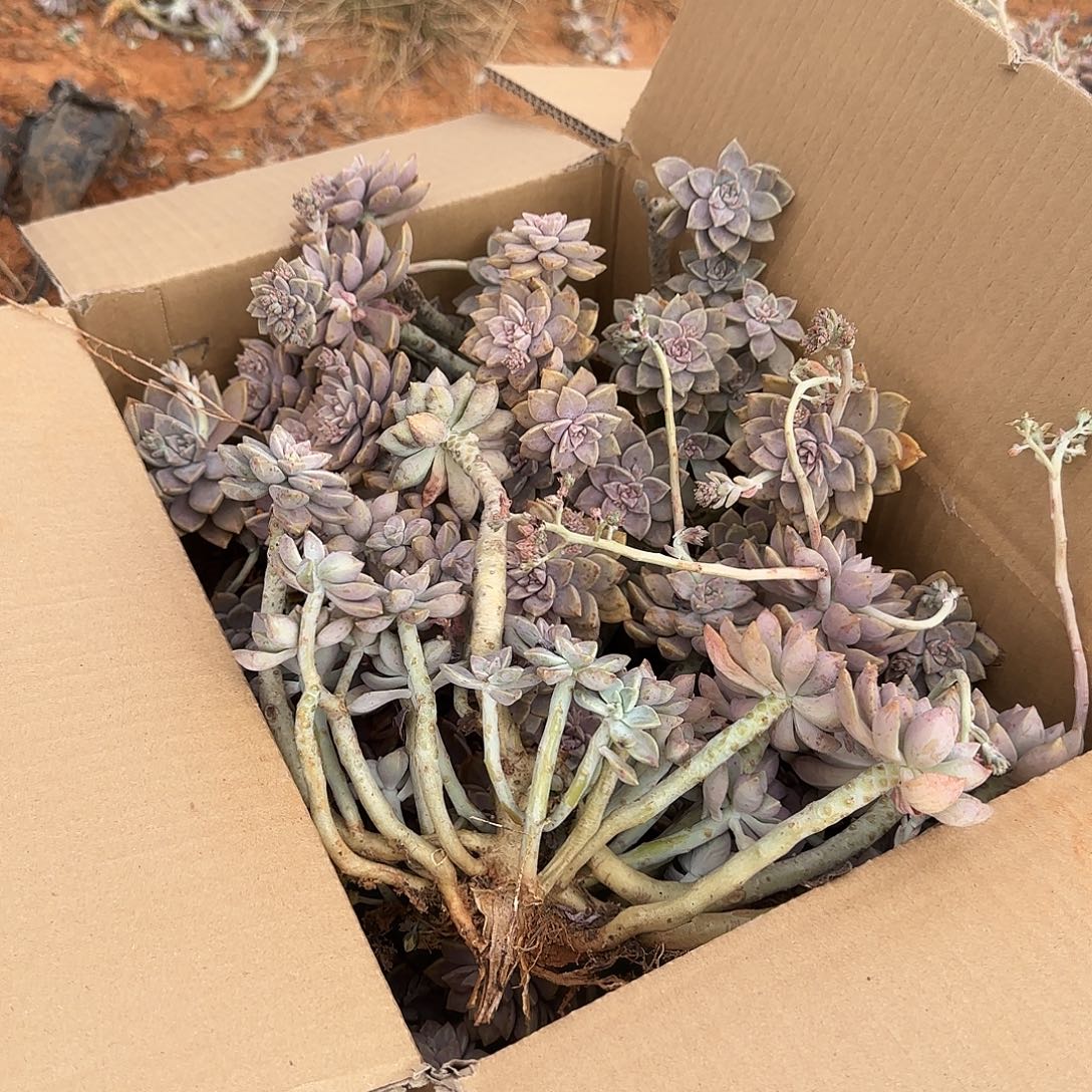 箱拍阿伦陪多肉断肢不售后看好在拍