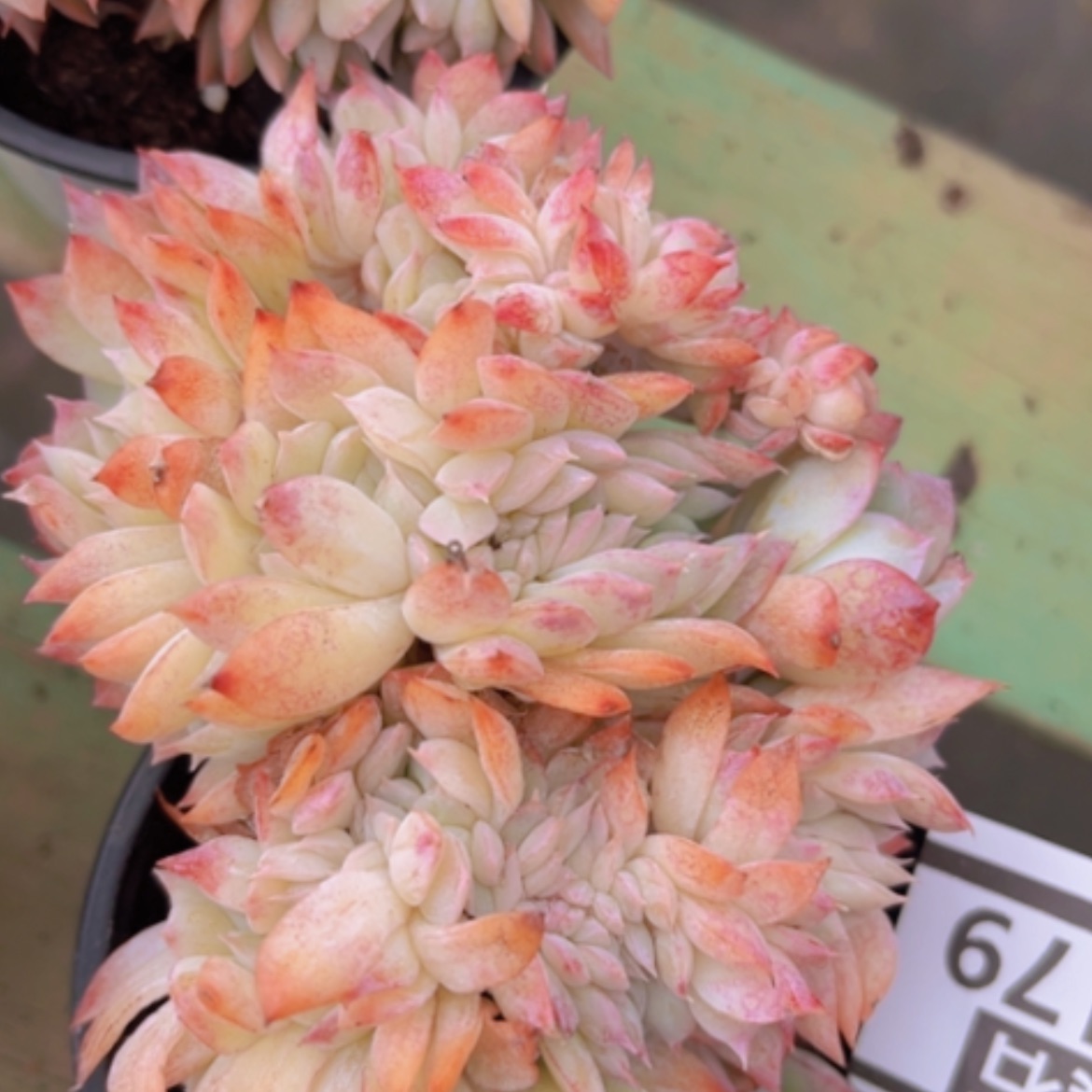 【闪购商品】莎莎缀05179