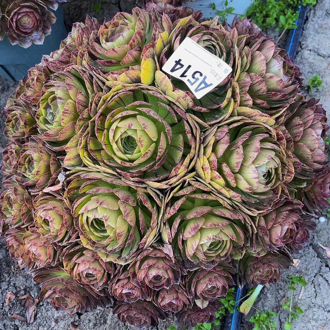 万拉丝14–30包邮法师