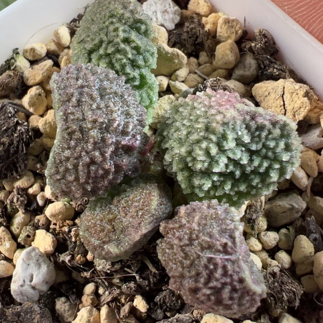 实生新品多肉植物水泡