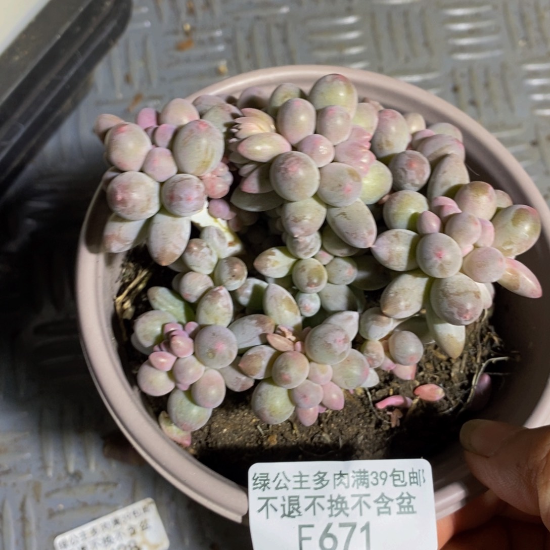 671香水手指奶多肉8cm