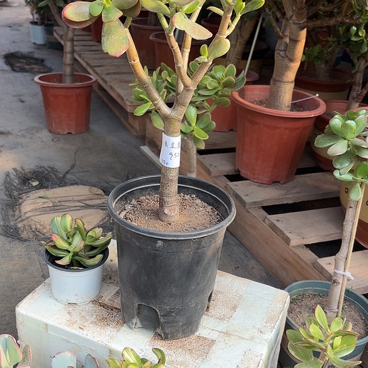 手***0当前无花栽培后可以开花黄金花月18