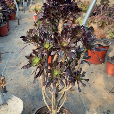 黑法多肉植物024